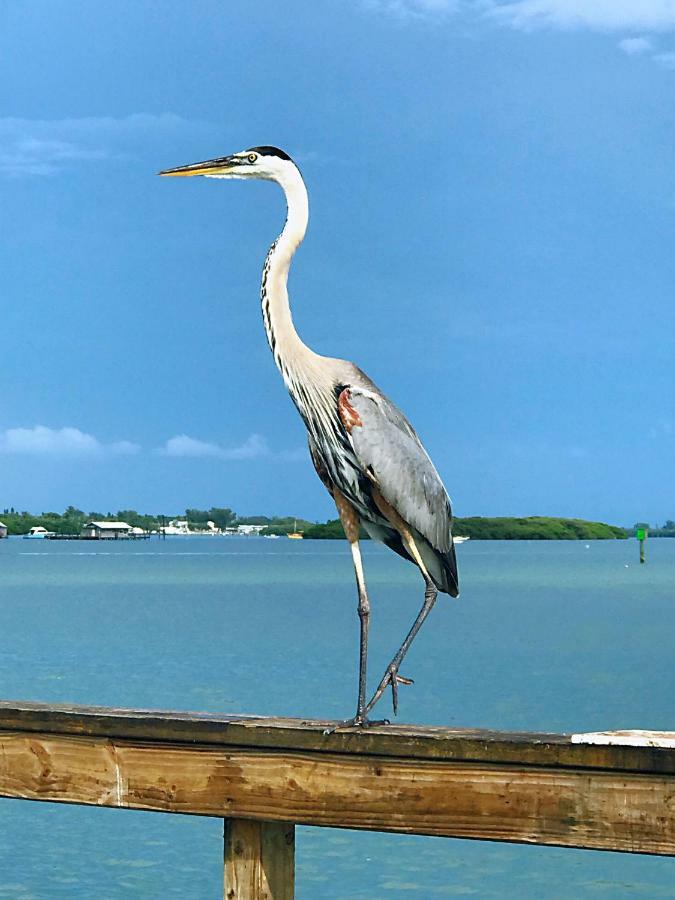 Shorewalk Full Condo Lake View Near To Beach Img ブレーデントン エクステリア 写真